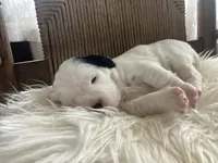 processed/788a7f04-9c0d-49e1-9e56-e45bfd8aa473/listing/fd2a7e17-8325-41a0-bea0-d83aa0164b96/b7c7c2bc-b7e5-4431-a4a4-ccaf294f36ab