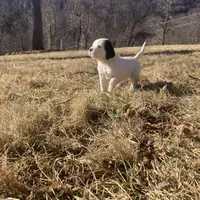 Dilly, a female English Setter for sale in Canton, NC – Photo 4 of 10