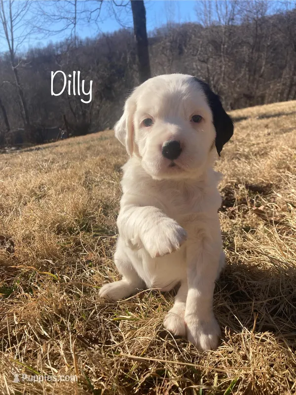 Dilly