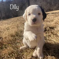 Dilly, a female English Setter for sale in Canton, NC – Photo 1 of 10