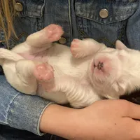 Dilly, a female English Setter for sale in Canton, NC – Photo 10 of 10
