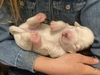 processed/788a7f04-9c0d-49e1-9e56-e45bfd8aa473/listing/fd2a7e17-8325-41a0-bea0-d83aa0164b96/dfed93aa-9c02-4152-affe-c9465f9fe4ed