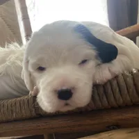 Dilly, a female English Setter for sale in Canton, NC – Photo 8 of 10