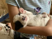 Maybelline , a female English Setter for sale in Canton, NC – 2 of 10