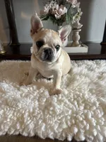 Luna, a female French Bulldog for sale in Napa, CA – Photo 2 of 2