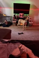 Luna, a female Cane Corso for sale in Eastpointe, MI – Photo 6 of 6