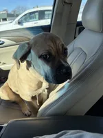 Luna, a female Cane Corso for sale in Eastpointe, MI – Photo 4 of 6