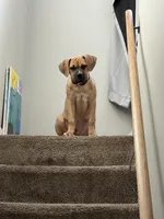 Luna, a female Cane Corso for sale in Eastpointe, MI – Photo 1 of 6