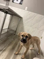 Luna, a female Cane Corso for sale in Eastpointe, MI – Photo 3 of 6