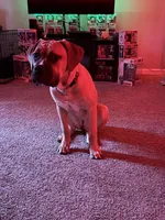 Luna, a female Cane Corso for sale in Eastpointe, MI – Photo 2 of 6