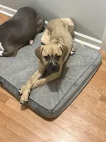 Luna, a female Cane Corso for sale in Eastpointe, MI – Photo 5 of 6