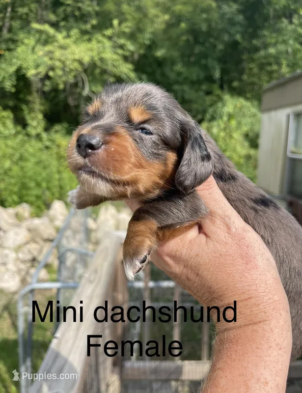 Dapple, a female Miniature Dachshund for sale in Van Buren, MO – Photo 1 of 1