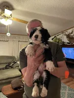 #2, a male Bernedoodle for sale in Van Buren, MO – Photo 2 of 3