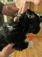 #2, a male Bernedoodle for sale in Van Buren, MO – Photo 3 of 3