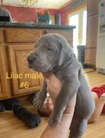 Blue collar lilac, a male Great Dane for sale in Van Buren, MO – Photo 1 of 4