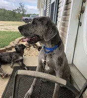 Blue collar lilac, a male Great Dane for sale in Van Buren, MO – Photo 3 of 4