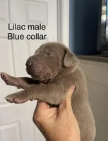 Blue collar lilac, a male Great Dane for sale in Van Buren, MO – Photo 2 of 4