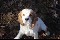 #2, a male Cocker Spaniel for sale in Van Buren, MO – Photo 3 of 3