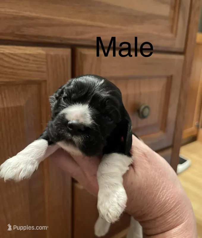 #2, a male Cocker Spaniel for sale in Van Buren, MO – Photo 1 of 3