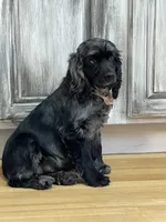 #2, a male Cocker Spaniel for sale in Van Buren, MO – Photo 2 of 3