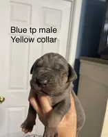 Yellow collar, a male Great Dane for sale in Van Buren, MO – Photo 2 of 4