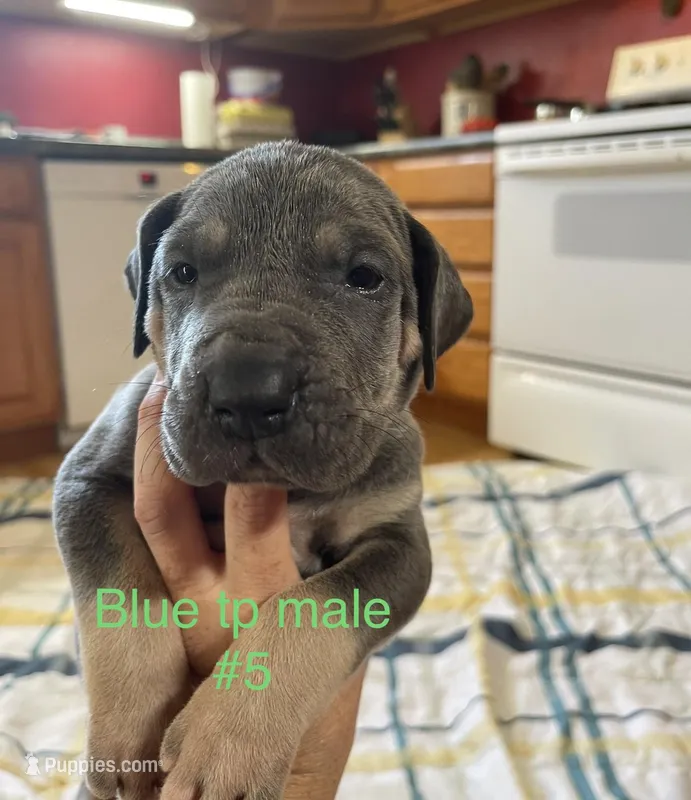 Yellow collar, a male Great Dane for sale in Van Buren, MO – Photo 1 of 4