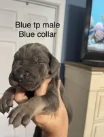Blue collar, a male Great Dane for sale in Van Buren, MO – Photo 2 of 4
