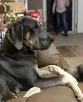 Blue collar, a male Great Dane for sale in Van Buren, MO – Photo 3 of 4