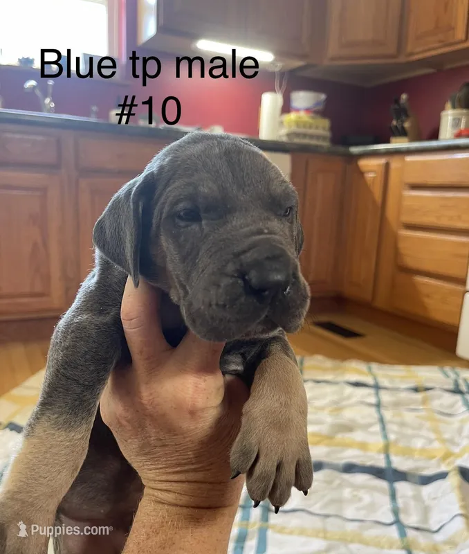 Blue collar, a male Great Dane for sale in Van Buren, MO – Photo 1 of 4