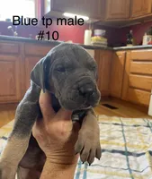 Blue collar, a male Great Dane for sale in Van Buren, MO – Photo 1 of 4