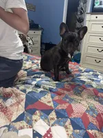 Chocolate m, a male French Bulldog for sale in Van Buren, MO – Photo 2 of 3