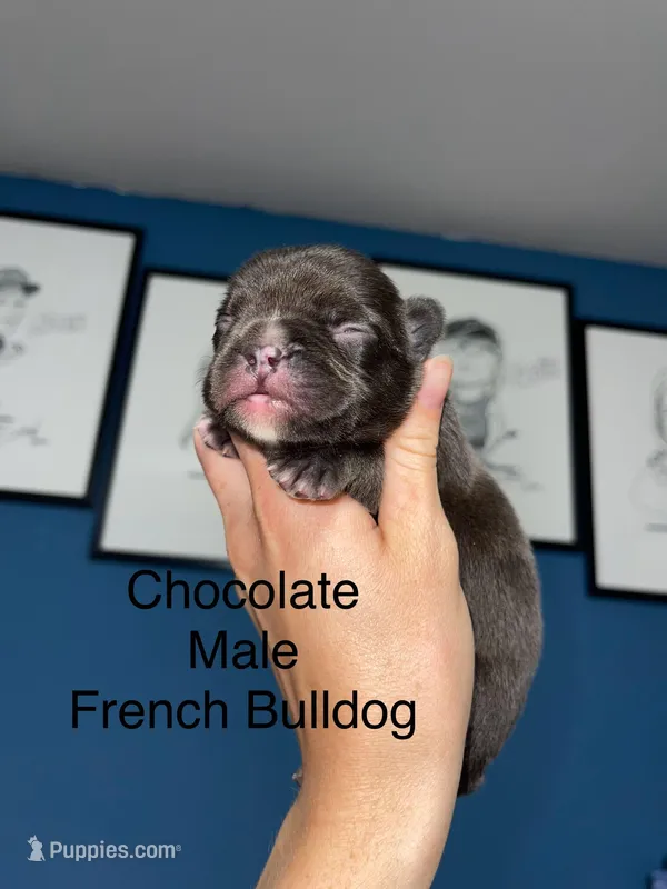 Chocolate m, a male French Bulldog for sale in Van Buren, MO – Photo 1 of 3
