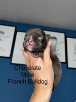 Chocolate m, a male French Bulldog for sale in Van Buren, MO – Photo 1 of 3