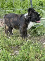 Chocolate m, a male French Bulldog for sale in Van Buren, MO – Photo 3 of 3