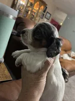 Pie/dapple LH, a male Miniature Dachshund for sale in Van Buren, MO – Photo 2 of 4