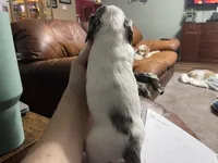 Pie/dapple LH, a male Miniature Dachshund for sale in Van Buren, MO – Photo 4 of 4