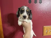 Pie/dapple LH, a male Miniature Dachshund for sale in Van Buren, MO – Photo 1 of 4