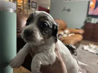 Pie/dapple LH, a male Miniature Dachshund for sale in Van Buren, MO – Photo 3 of 4