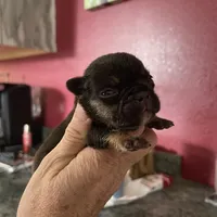 Black/tan, a male French Bulldog for sale in Van Buren, MO – Photo 3 of 3