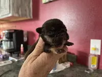 Black/tan, a male French Bulldog for sale in Van Buren, MO – Photo 3 of 3