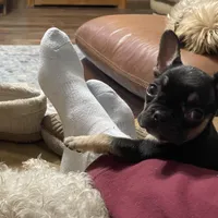 Black/tan, a male French Bulldog for sale in Van Buren, MO – Photo 1 of 3