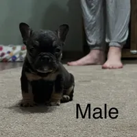 Black/tan, a male French Bulldog for sale in Van Buren, MO – Photo 2 of 3