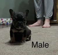 Black/tan, a male French Bulldog for sale in Van Buren, MO – Photo 2 of 3