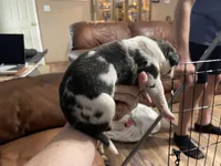 Brindlequin-m, a male Great Dane for sale in Van Buren, MO – Photo 4 of 5