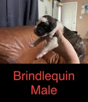 Brindlequin-m, a male Great Dane for sale in Van Buren, MO – Photo 2 of 5