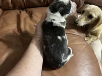 Brindlequin-m, a male Great Dane for sale in Van Buren, MO – Photo 3 of 5