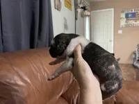 Brindlequin-m, a male Great Dane for sale in Van Buren, MO – Photo 5 of 5