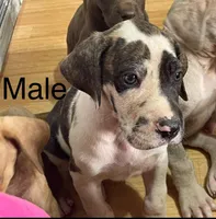 Brindlequin-m, a male Great Dane for sale in Van Buren, MO – Photo 1 of 5