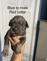 Red collar, a male Great Dane for sale in Van Buren, MO – Photo 2 of 4