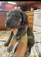 Red collar, a male Great Dane for sale in Van Buren, MO – Photo 1 of 4